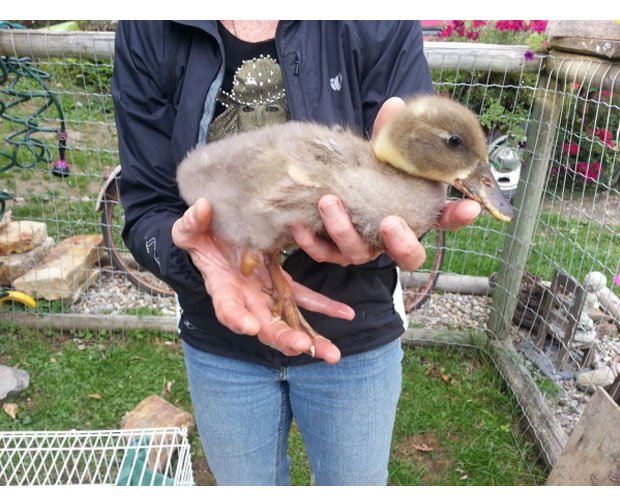 Dudley struggled to walk without the lower half of his right leg Dudley struggled to walk without the lower half of his right leg