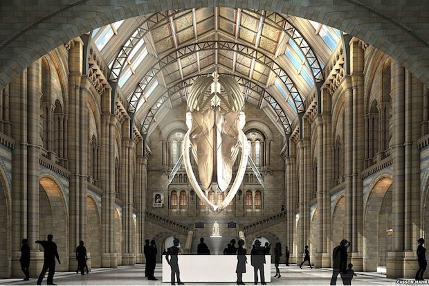 Naturalhistorymuseum_whale.jpg Naturalhistorymuseum_whale.jpg