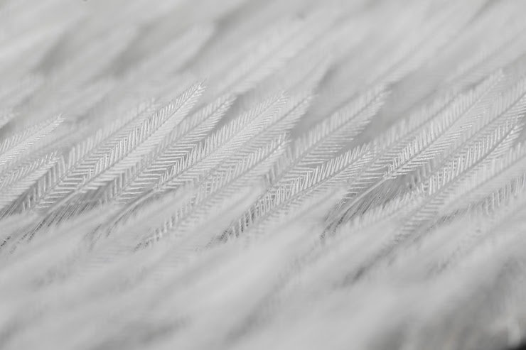 OPT-feather.jpeg OPT-feather.jpeg