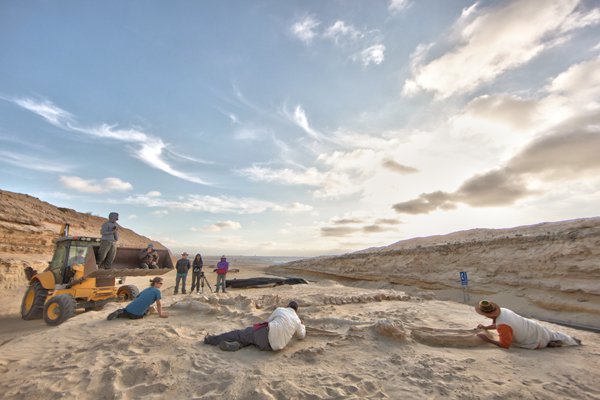 Three overlapping fossils Three overlapping fossils