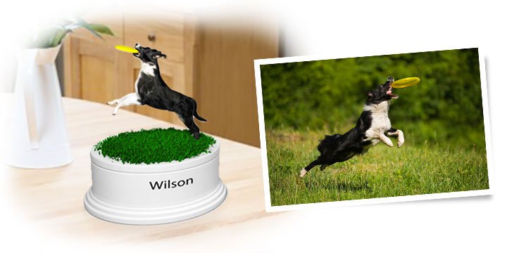 Wilson the dog Wilson the dog