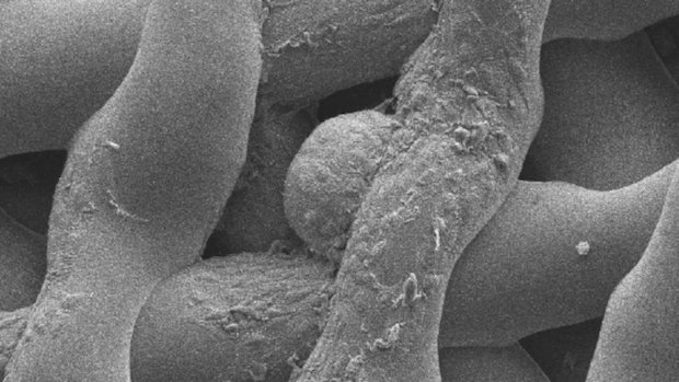 Northwester Uni research ovaries Northwester Uni research ovaries