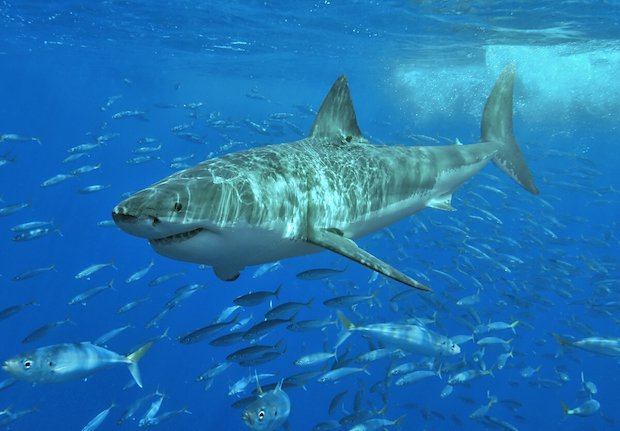 Great White_shark Great White_shark