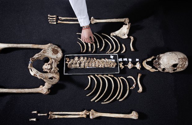 Cheddar Man skeleton Cheddar Man skeleton