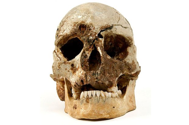 Cheddar Man skull original Cheddar Man skull original