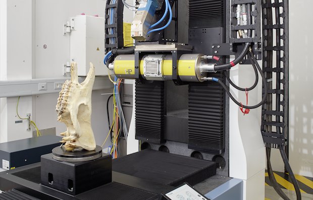 Sumatran Rhino-CT scan.png Sumatran Rhino-CT scan.png