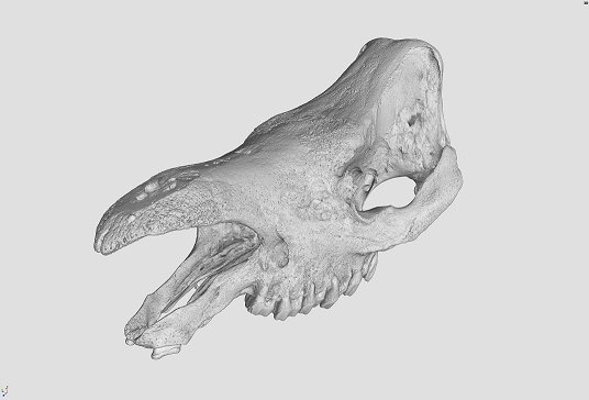 Rhino 3D scan.png Rhino 3D scan.png