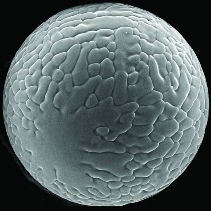 Equispheres Equispheres