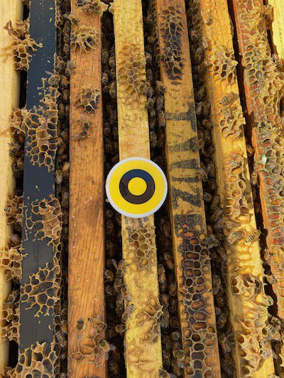 BeeHero Sensor Housing (1).jpeg