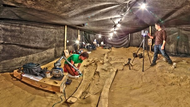 Smithsonian whale fossil 3D scanning Smithsonian whale fossil 3D scanning