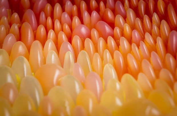 Neri Oxman's Gemini chaise Neri Oxman's Gemini chaise