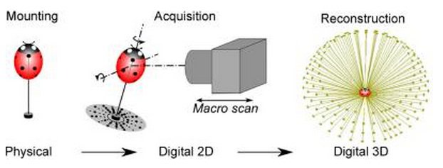 Insect scanning process
