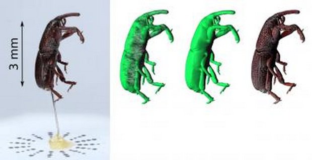 3D weevil
