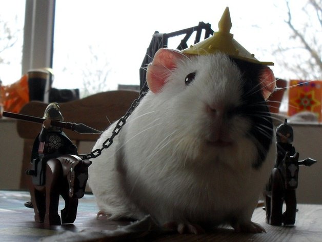 Guinea pig battle armour Guinea pig battle armour