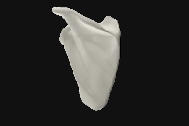 Oxford Uni human joint 3D model shoulder Oxford Uni human joint 3D model shoulder