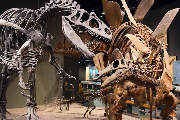 The Stegosaurus (left) and the Allosaurus (right) on display at the Denver Museum of Nature & Science.