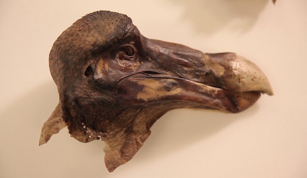 The Oxford Dodo specimen exhibited at the Oxford University Museum of Natural History. - Credit: University of Warwick/ Oxford University Museum of Natural History.