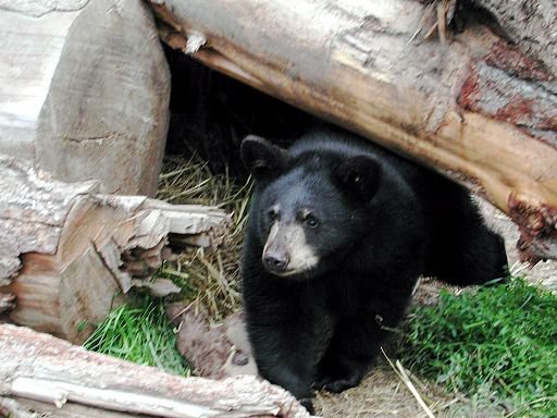 Black bear - By Karen Laubenstein, US Fish and Wildlife Service, via Wikimedia Commons