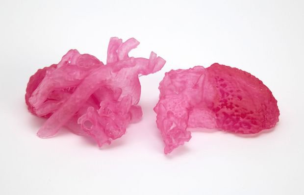 Soft tissue anatomical model developed by Henkel and NewPro3D.