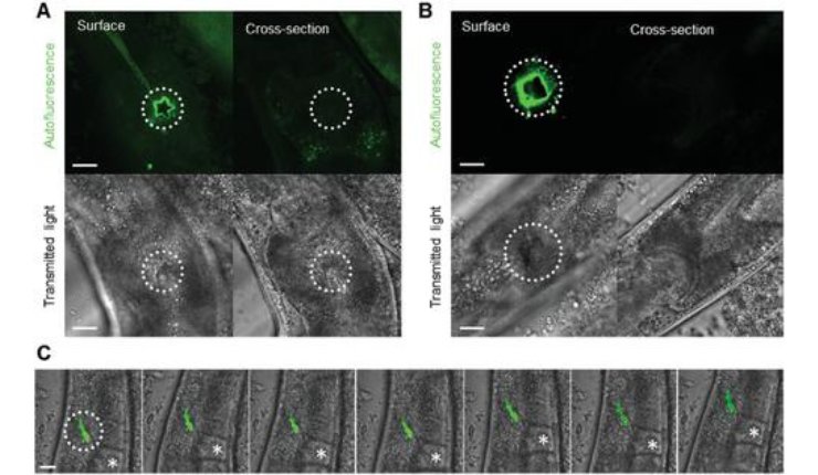 3D printing of photoresist in live C. elegans (roundworm). - Lancaster University
