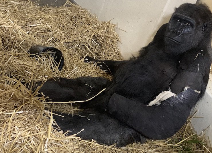 Gladys wearing her temporary cast. - Cincinnati Zoo
