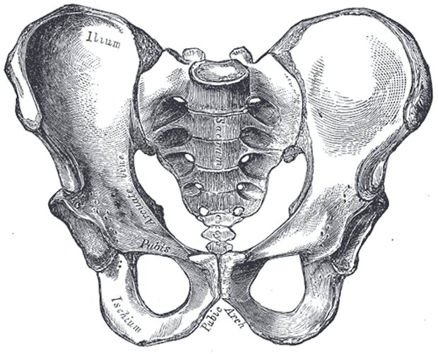 Gray's Anatomy Male Pelvis - Gray's Anatomy