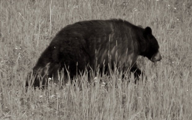 Bear market - By Jhbinz, via Wikimedia Commons