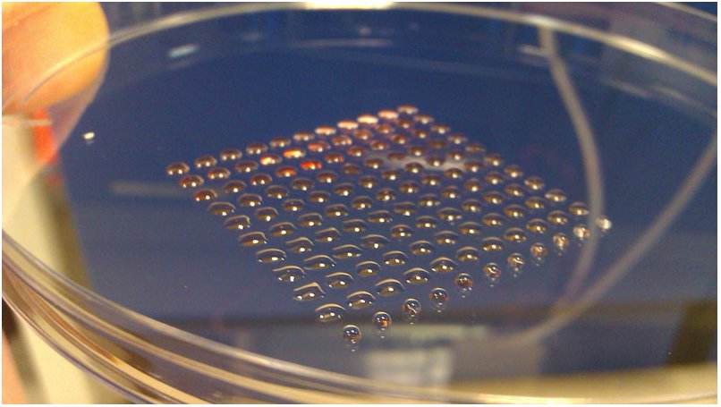3D stem cell printing      Clusters of stem cells deposited by the modified 3D printing system - Heriot Watt University