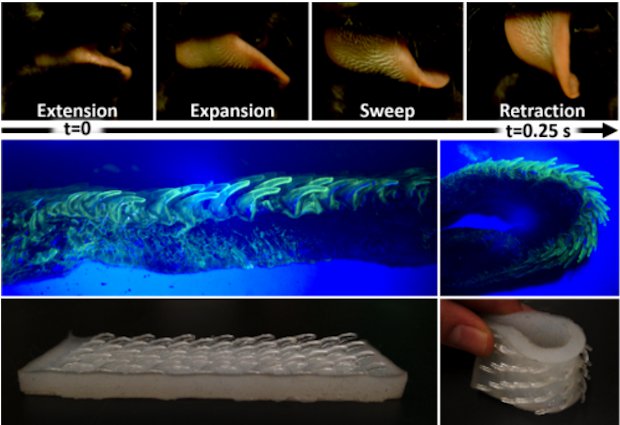 The four phases of cat grooming - Top layer: Tongue extension, tongue lateral expansion, sweeping of the tongue through fur and lastly retraction of the tongue in a V-shape curl. Middle la...