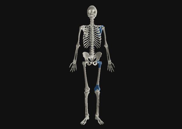 Oxford Uni joint 3D model      A skeleton displaying parts of the human anatomy which can be examined - The knee, hip and shoulder are highlighted in blue. - University of Oxford