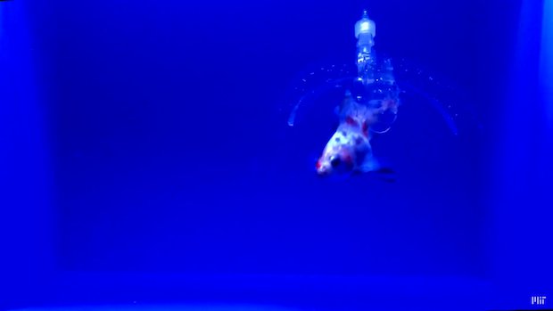 MIT hydrogel robot      The devices can perform a number of fast, forceful tasks, including the ability to grab and release live fish as they swim. - MIT/ YouTube