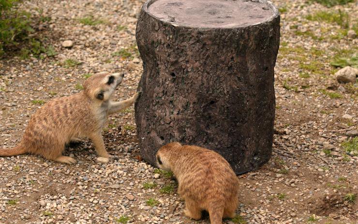 Meerkats with 3D printed feeder.jpg