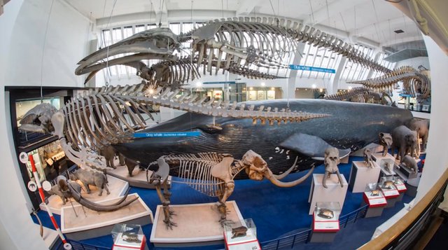 Natural History Museum Blue Whale.png