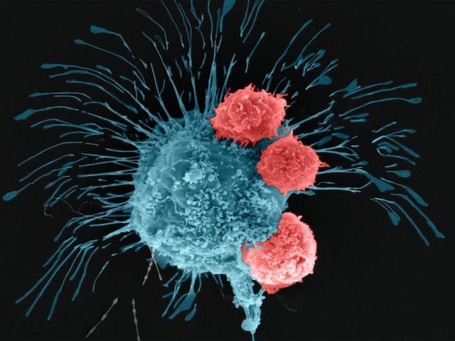 A scanning electron microscopy image shows a breast cancer cell (cyan) being attacked by T cells (red), which were engineered to recognize the cancer cells.