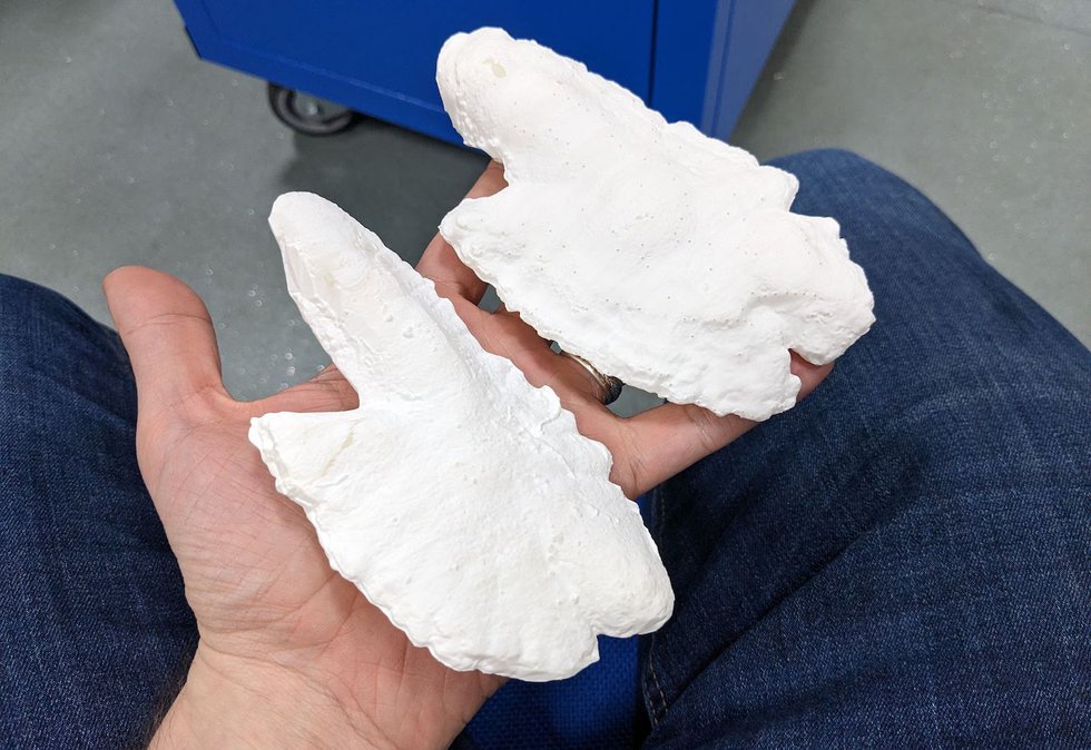 Herring ear bones scaled for 3D printing