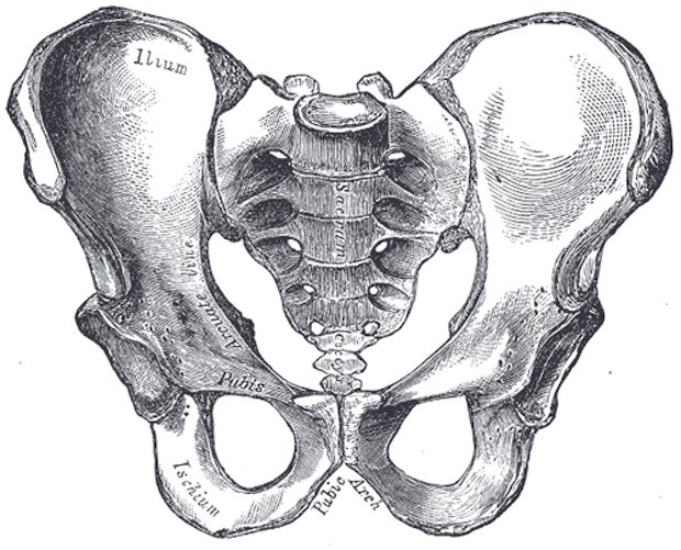 Gray's Anatomy Male Pelvis