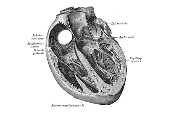 Human heart in Gray's Anatomy