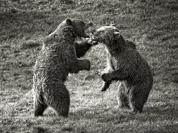 Fighting bears