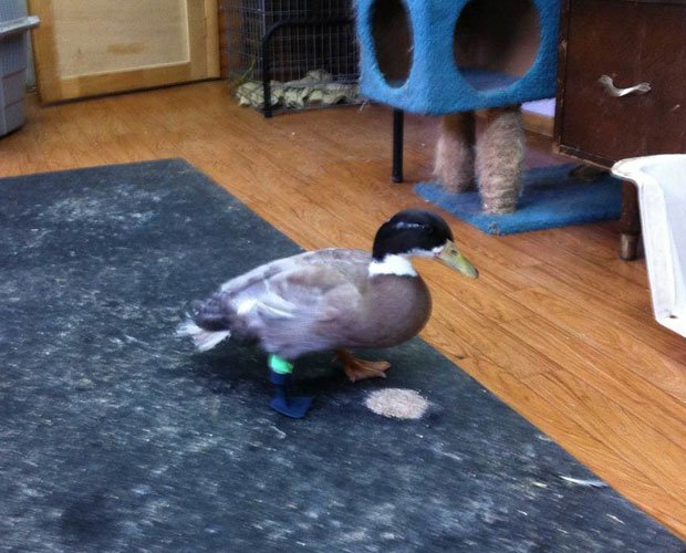 Dudley the Duck's Prosthetic Leg