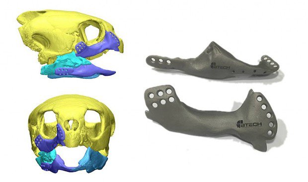 3D-printed-jaw-implant-for-sea-turtle-1024x608.jpg