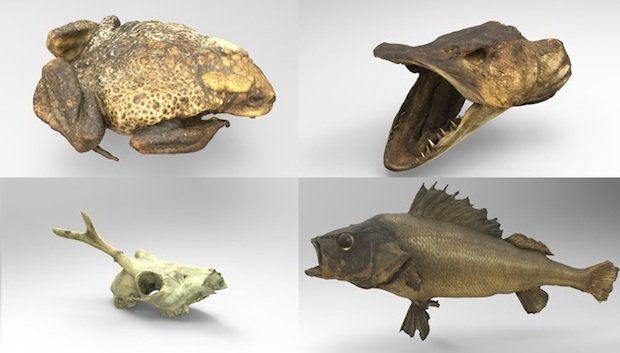 Artec digitises 3D animal anatomy models for Threeding 3D printing  marketplace - TCT Magazine